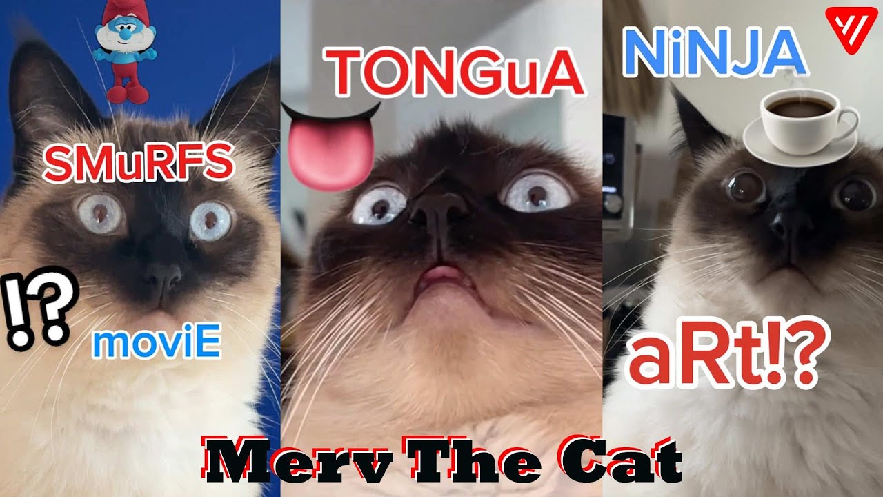 *1 HOUR* Talking Cat TikTok Videos | Merv The Cat Compilation 2025 ( Funny Cats Video)