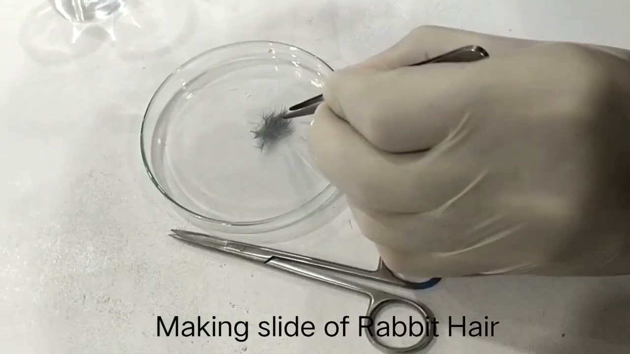 Human hair vs Animal Hair
