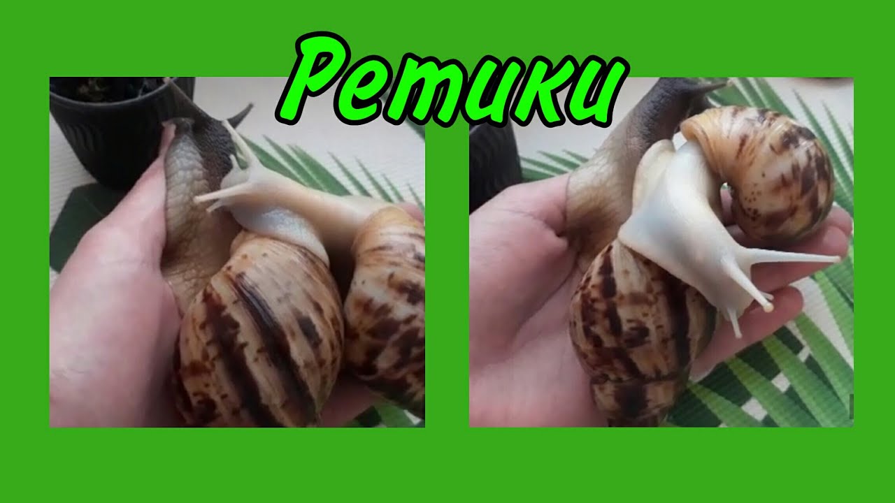 Мои ретики🐌🐌 Как у них дела?