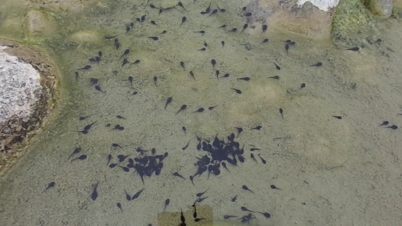 TEPOCATES,...O RENACUAJOS...???