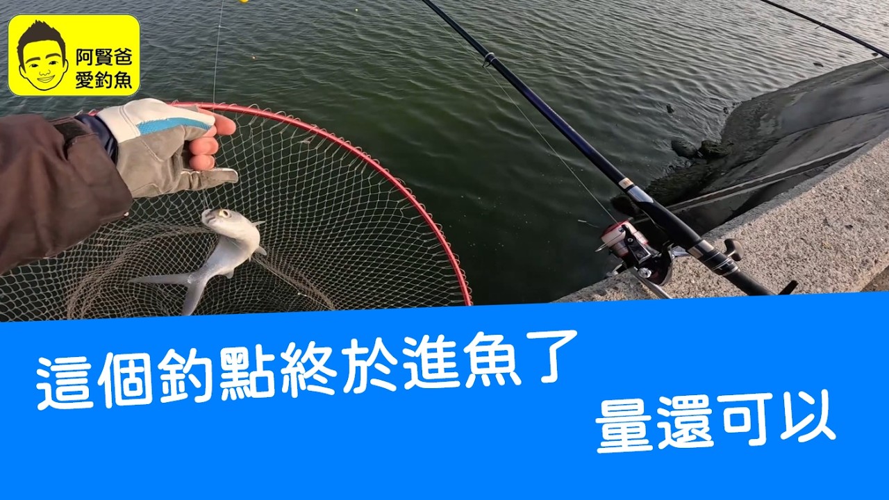 【阿賢爸】愛釣魚 Ep.541 這個釣點終於進魚了  量還可以