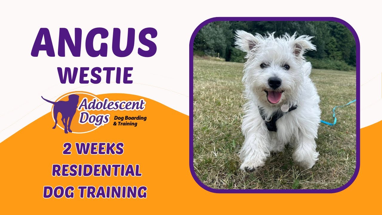 Angus the Westie Puppy | 2 Weeks Residential Dog Training