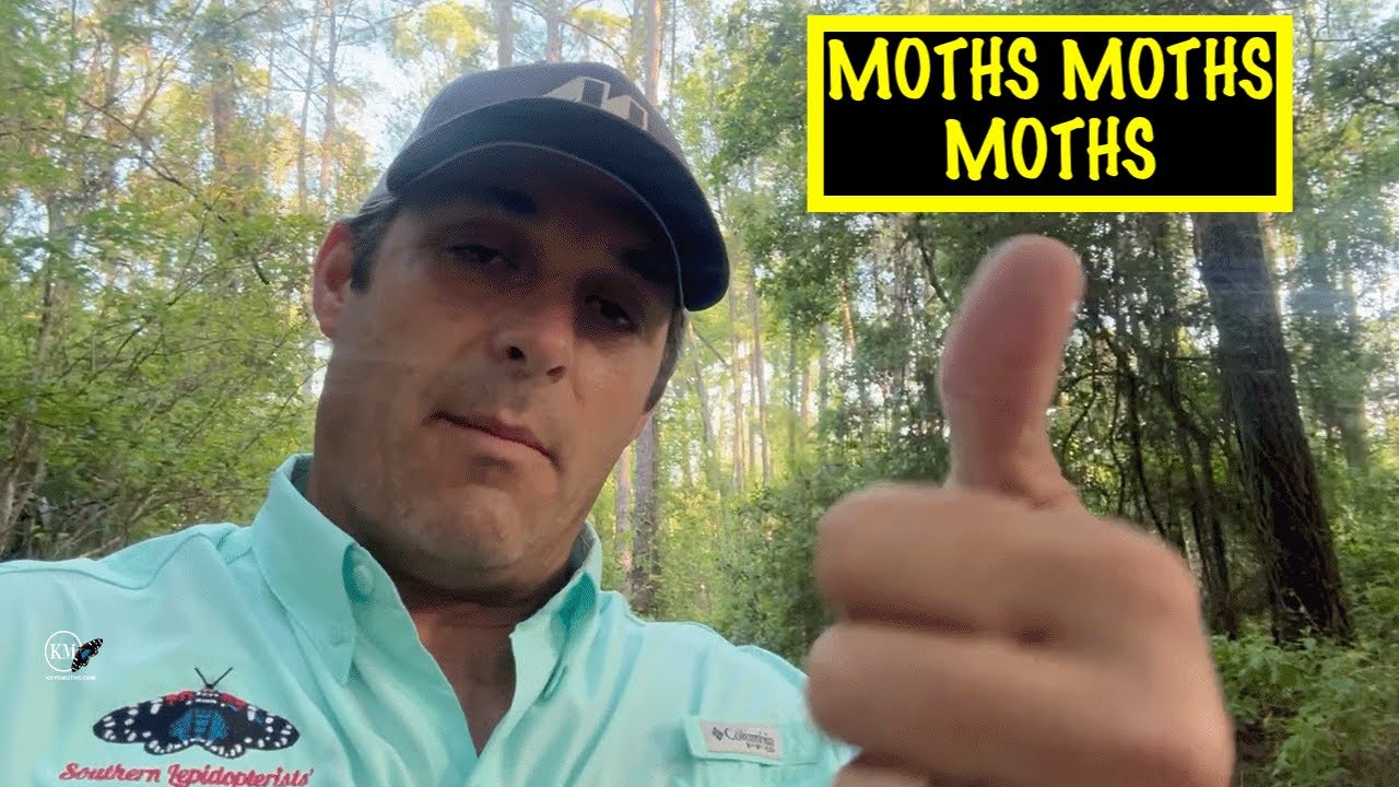 MOTH HUNTING IN CERNTRAL FLORIDA