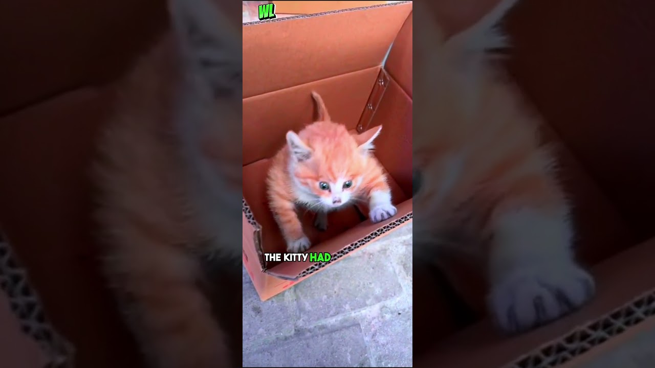 A viral A kitty with strangely huge muscles has become an internet sensation. #shortvideo #viral