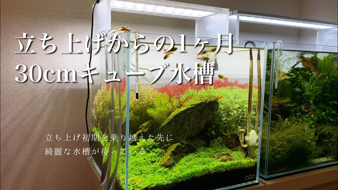 【アクアリウム】30cmキューブ水槽立ち上げから〜1ヶ月間を振り返る/苔に悩まされながらも綺麗な水槽を作る