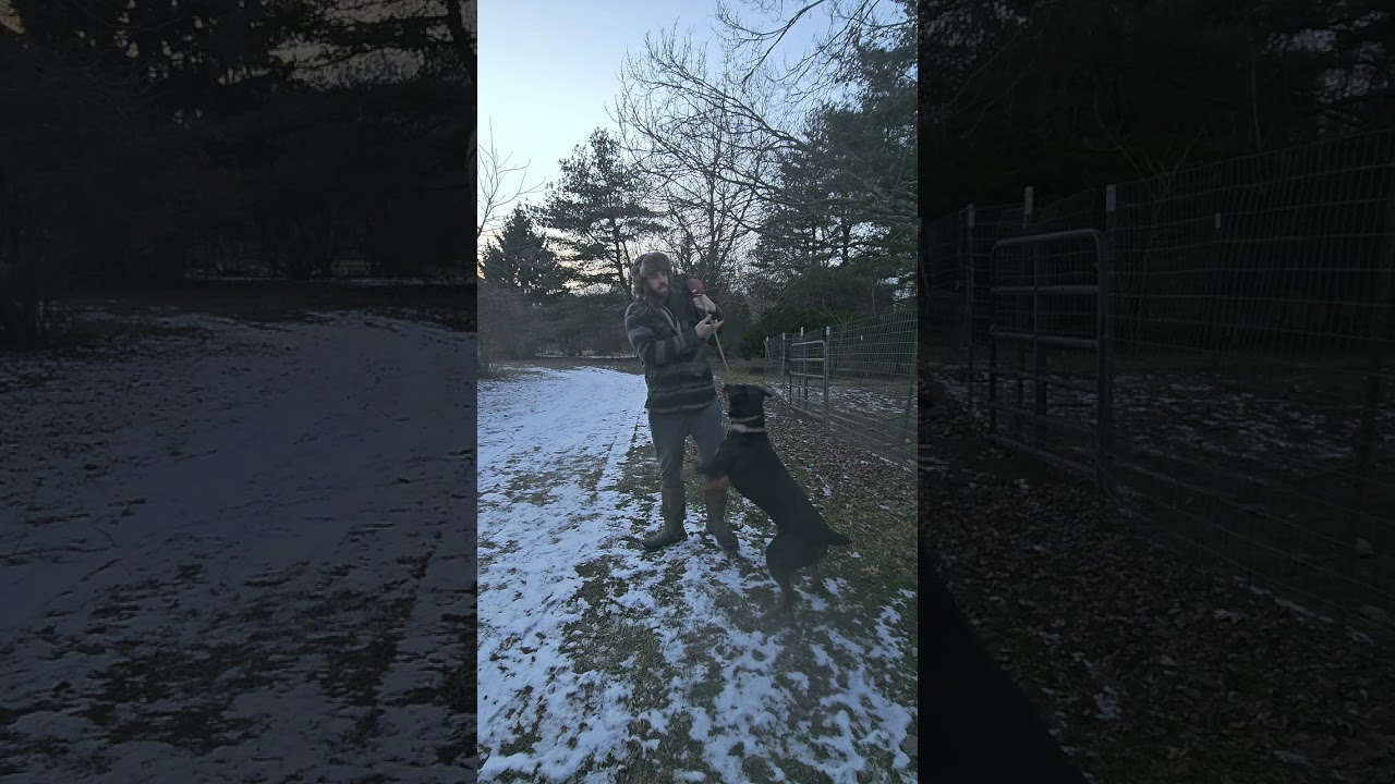 Rehabilitating reactivity through classical conditioning with Mango!