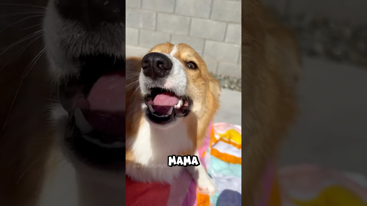 Having a NEEDY Corgi be like&hellip; #corgi #dogs #funny