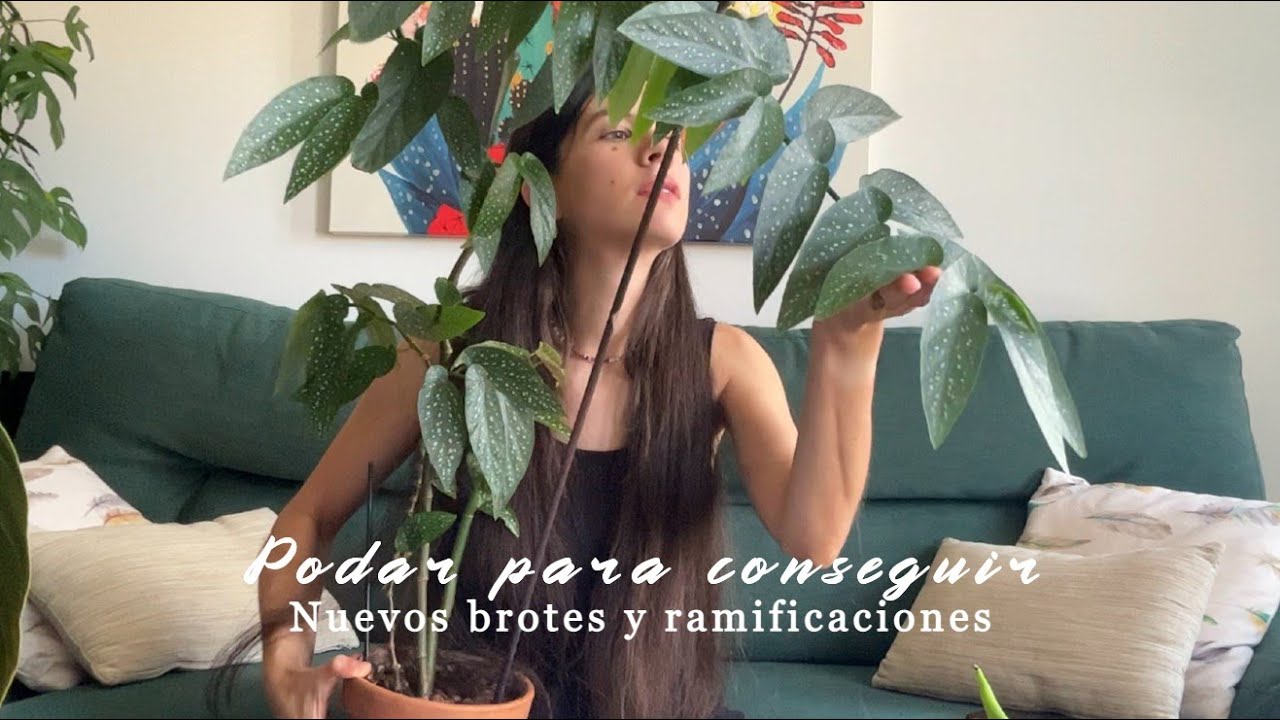 Podar plantas de interior: cómo y cuándo podar para estimular el crecimiento y ramificaciones