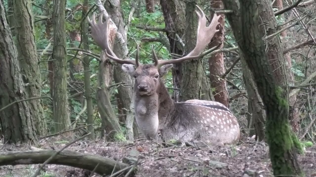 Můj Rok v Oboře Bělecký Mlýn = ŘÍJEN = 2. část - Jelen Sika Dybowského