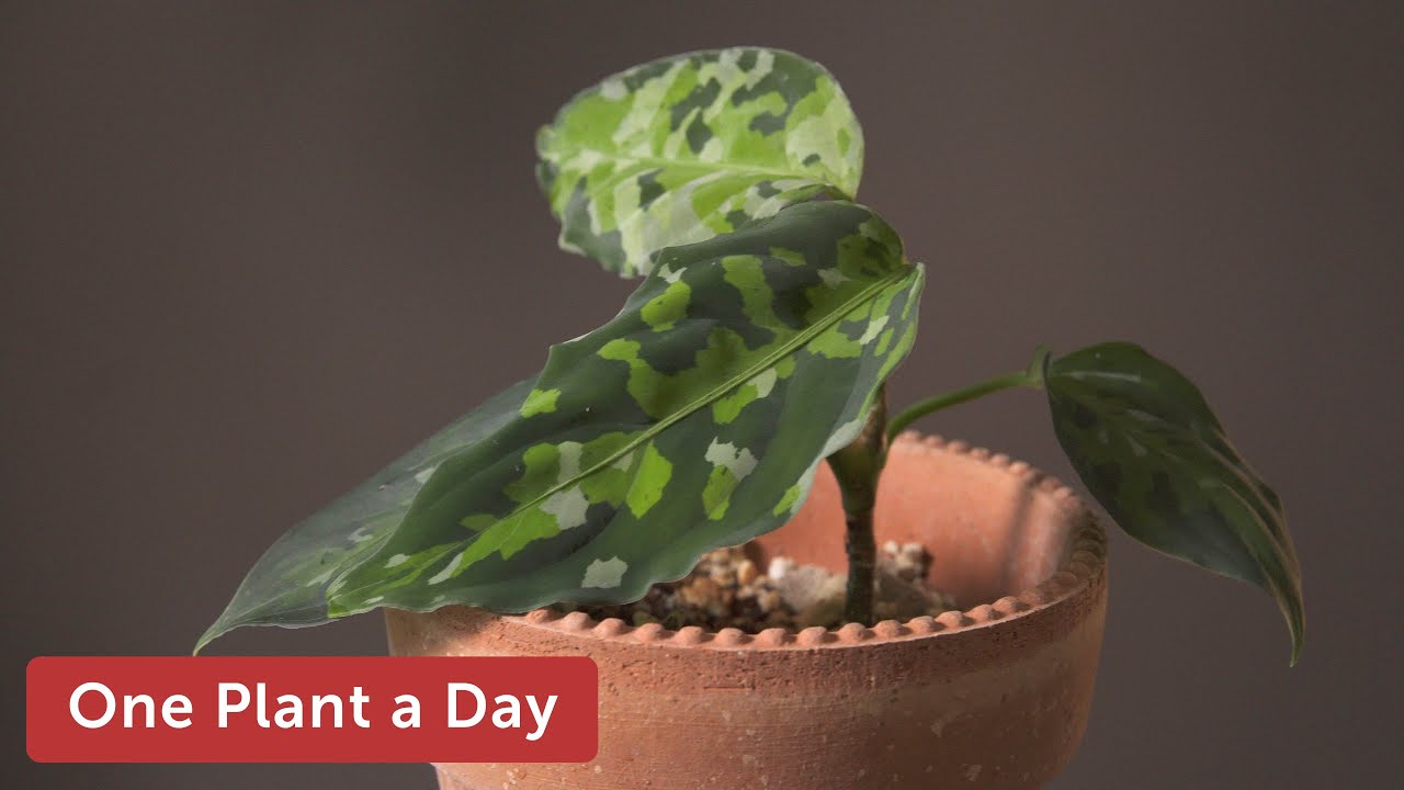 Aglaonema pictum 'Tricolor'  Houseplant Care—89 of 365
