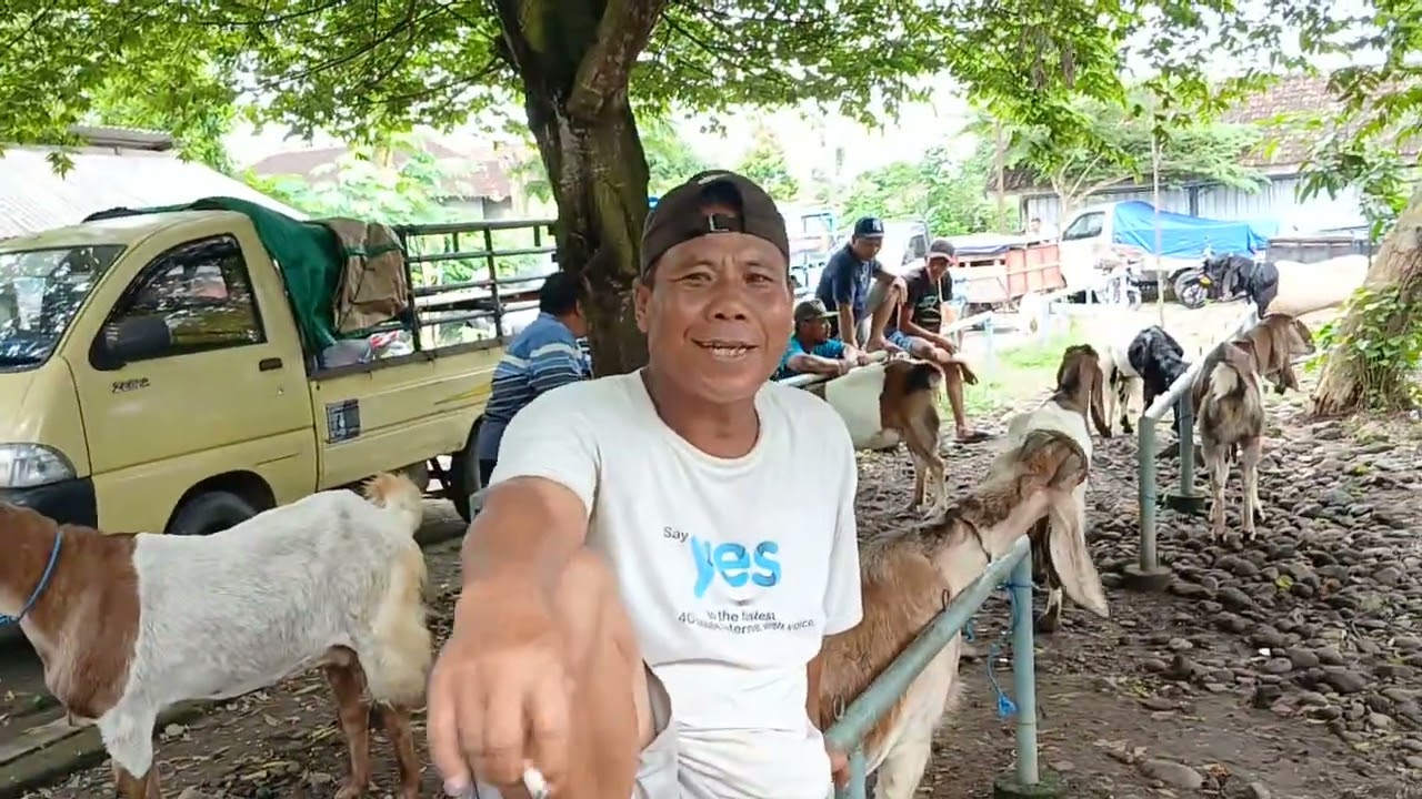 Update ! Hari ini harga kambing di pasar pon kalidawir tulung agung(21 01 2026)#