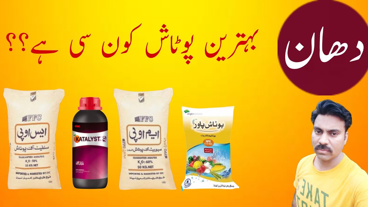 Best potash fertilizer for rice crop | Comparison among SOP, MOP and liquid potash sources