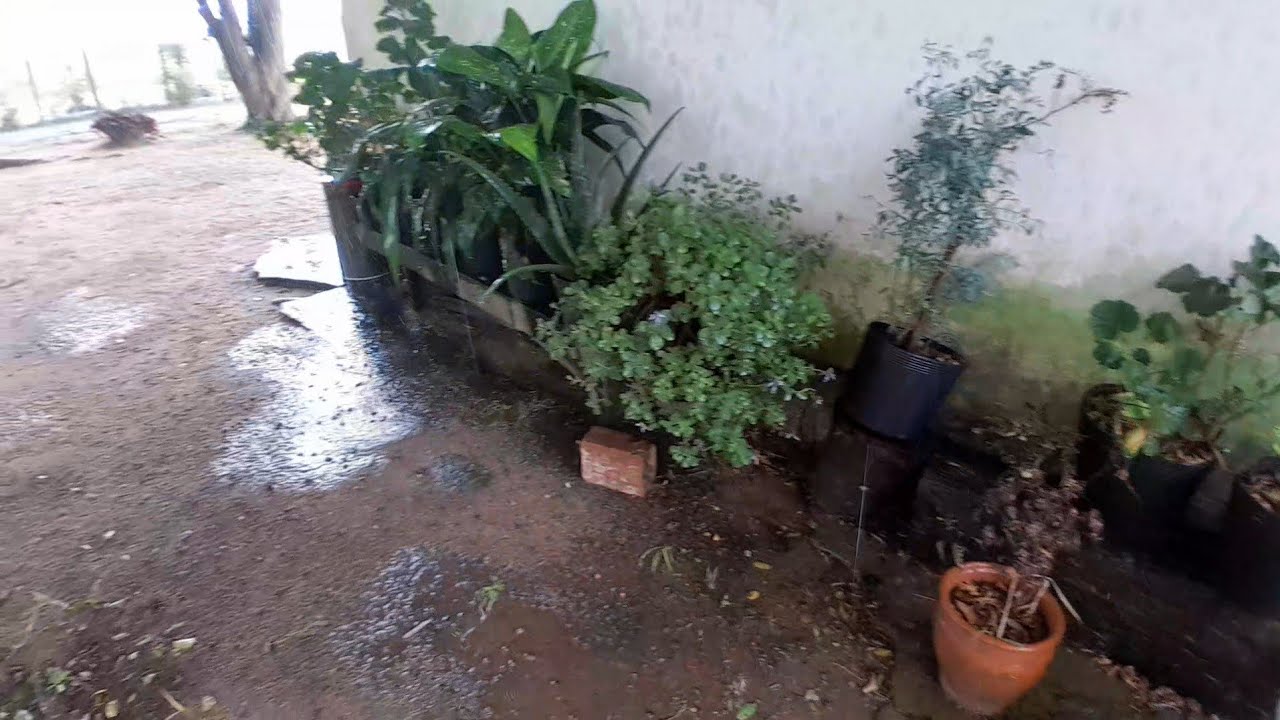 Chuva boa/as plantas agradece #desafiofranadorno 