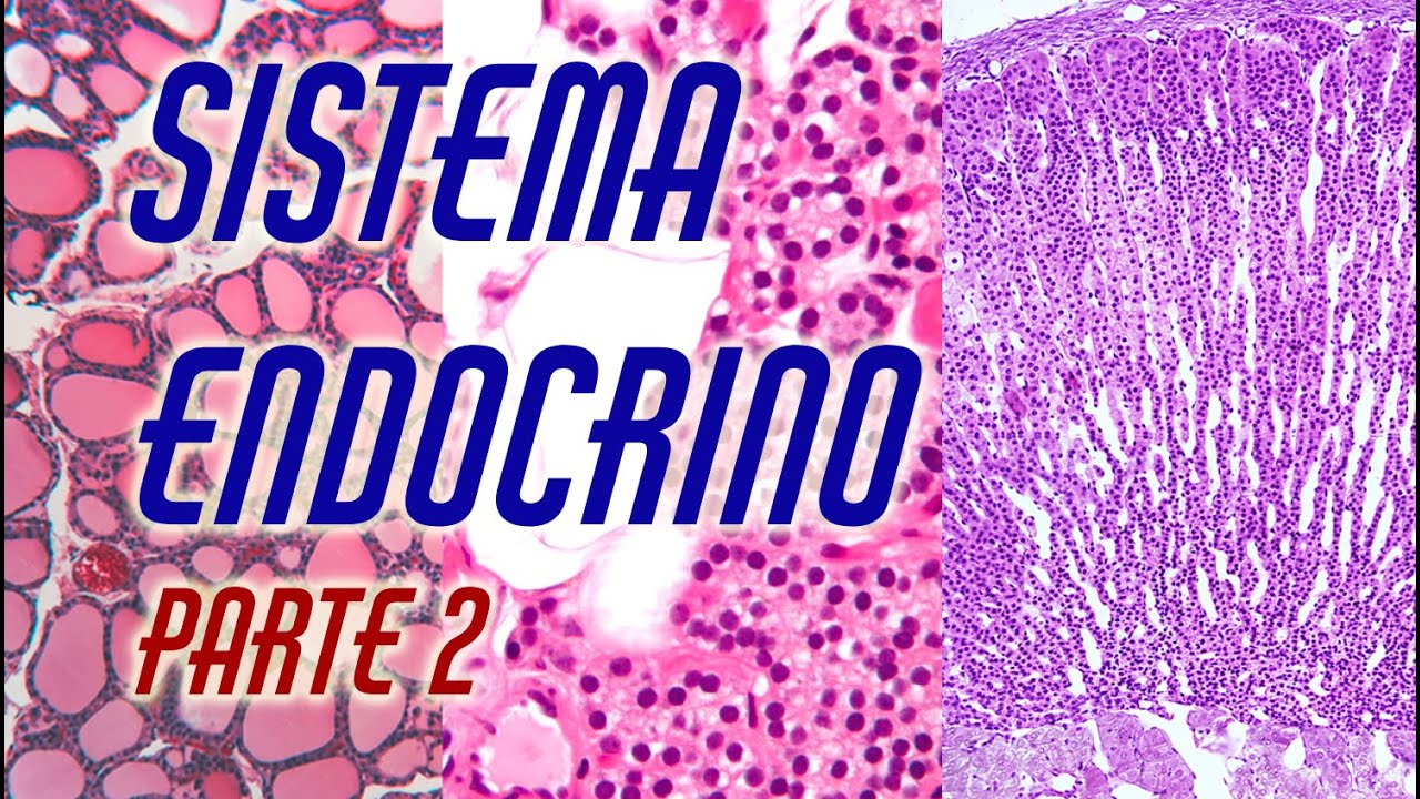 Sistema Endocrino_Parte 2
