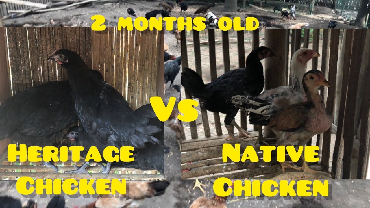 NATIVE CHICKEN VS. HERITAGE CHICKEN AT 2 MONTHS OLD
