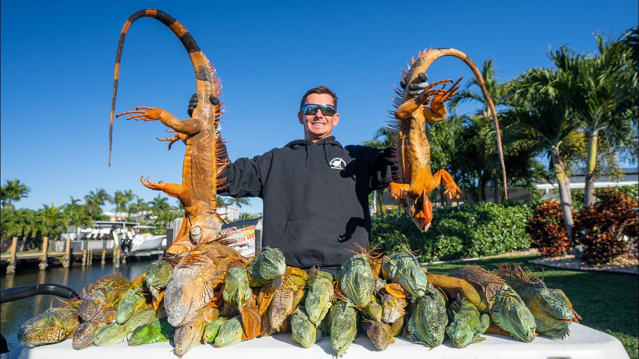 1,000s of FROZEN Florida Iguanas! Catch Clean Cook (Invasive Iguana)
