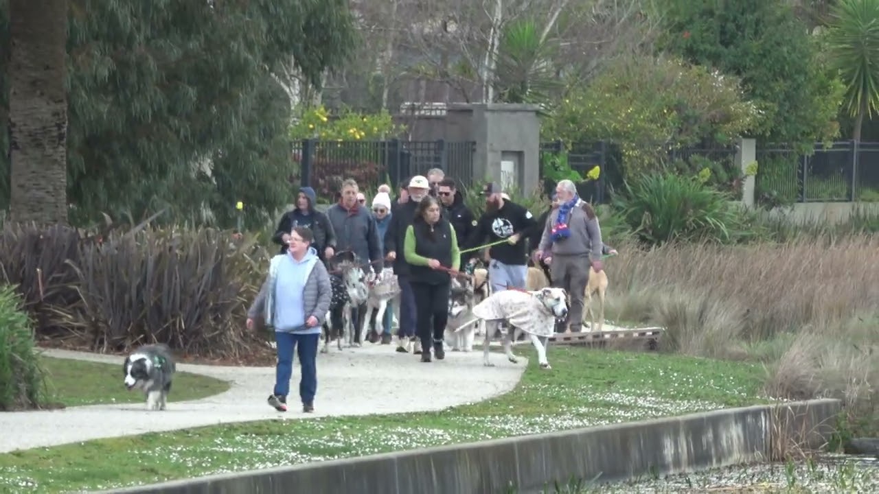 Great Dane Lovers Pakenham Lake walk Pakenham Victoria.