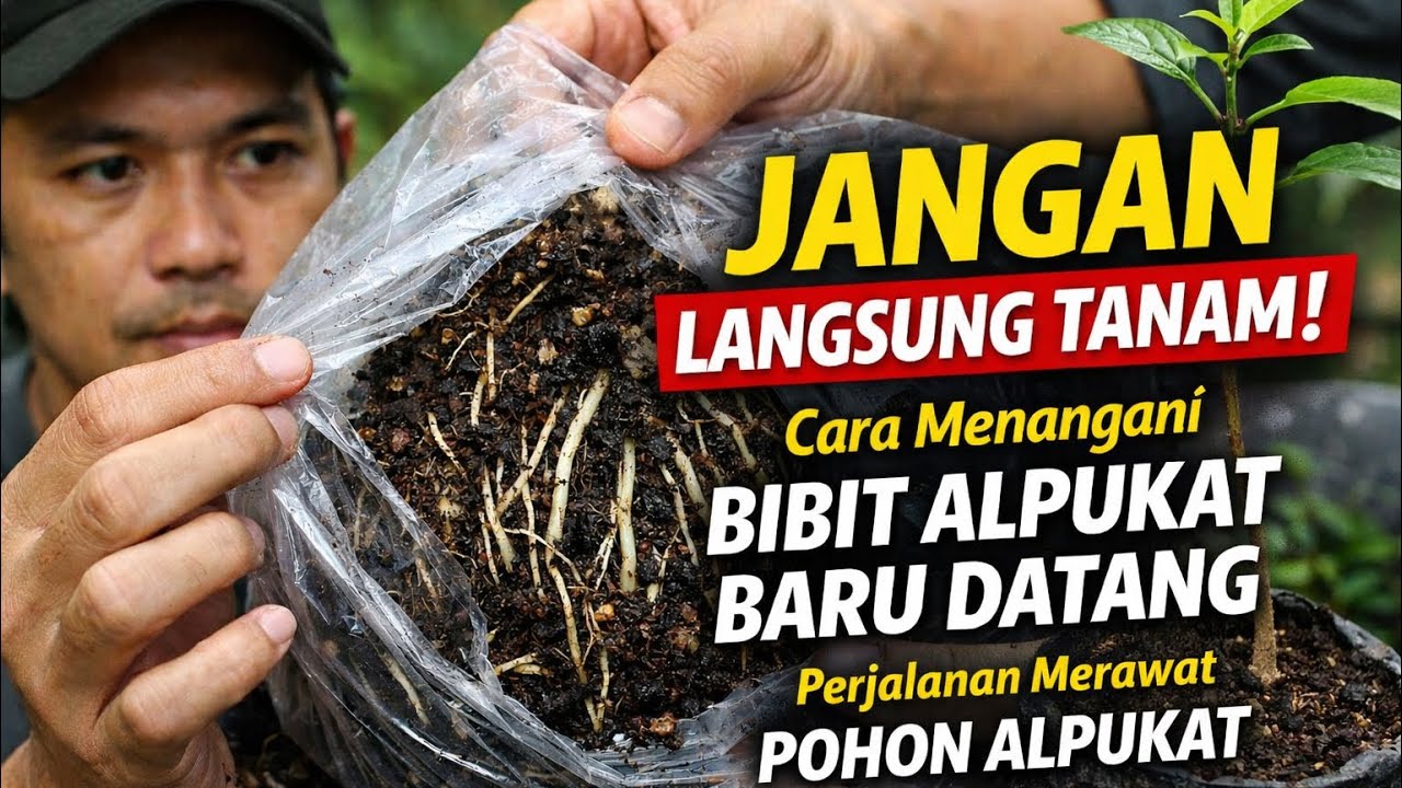 Jangan Langsung Tanam! Cara Menangani Bibit Alpukat Baru Datang