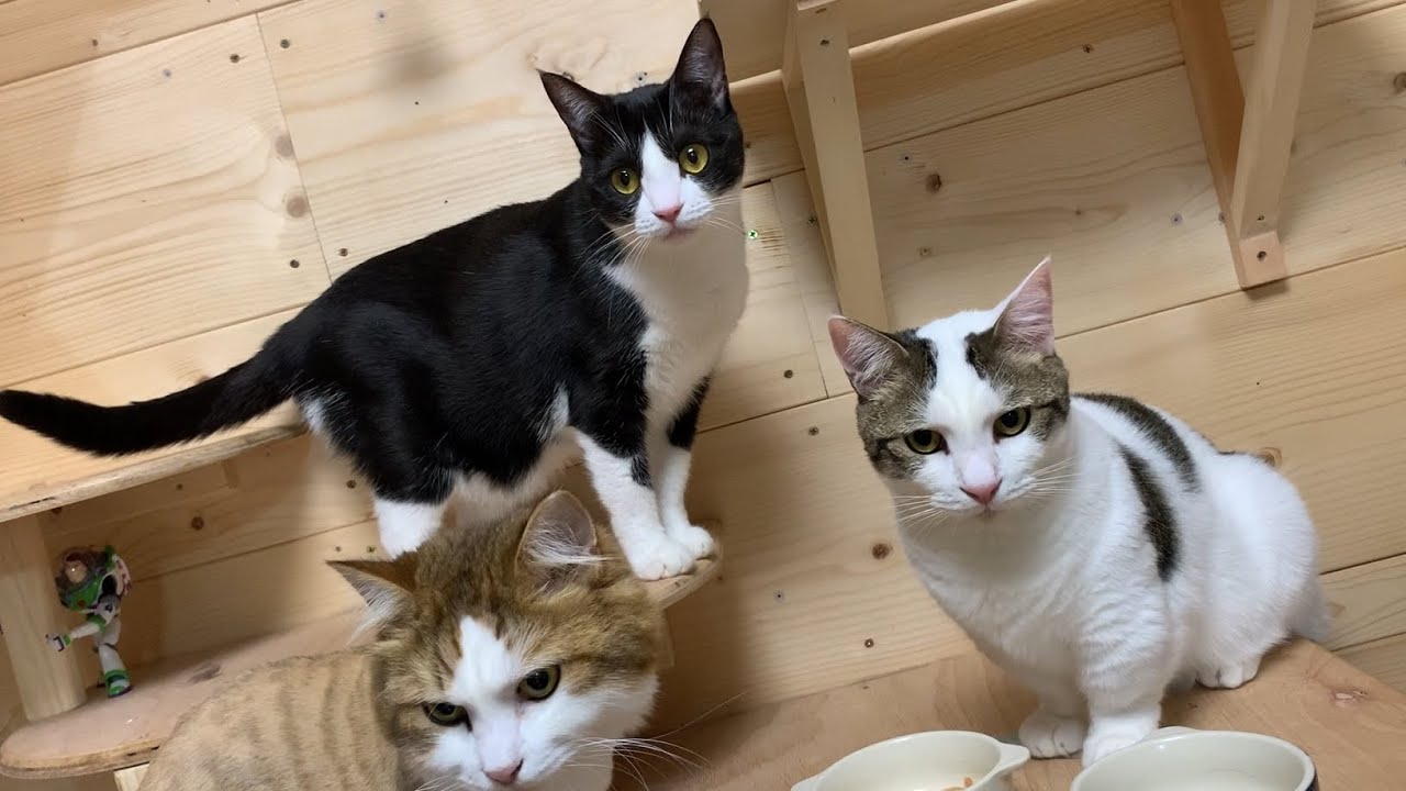 取り合いになると一枚上手な猫