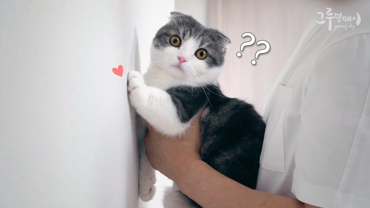 (고양이 벽짚기) 3초면 끝나는 고양이 지능 테스트!