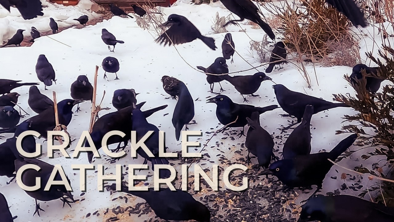 Common Grackles Feeding in Snow | 3 Hours of Winter-core Crunchy Seed & Wing Sounds
