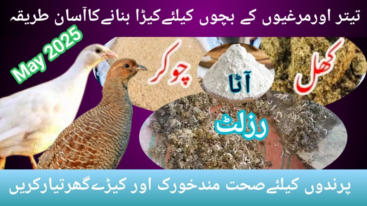 How to raise insects at home | Live food for chicks | teetar chicks feeding #birds #animals #viral 
