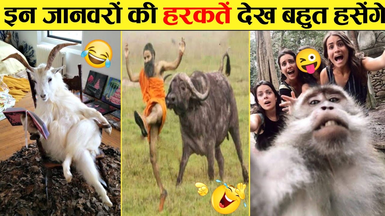 🤣दुःख दर्द कष्ट फिर भी ये जानवर मस्त 😜...Funny Animals Video 2022(Part-11)