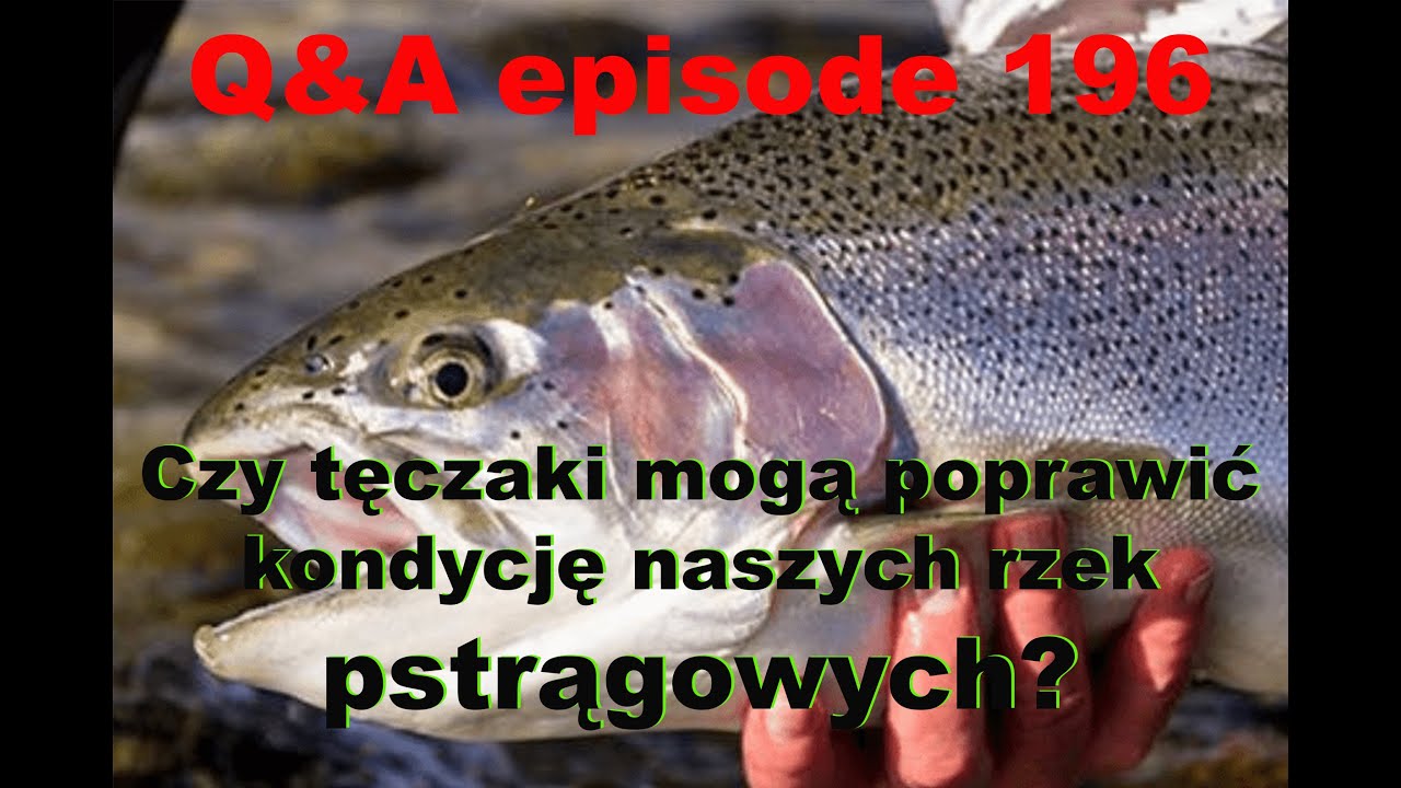 Q&A odcinek 196 - Czy tęczaki mogą uratować nasze wody pstrągowe?