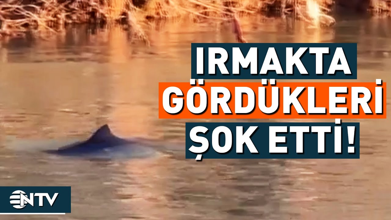 Irmakta G&ouml;rd&uuml;kleri Hayvan Şok Etti! | NTV