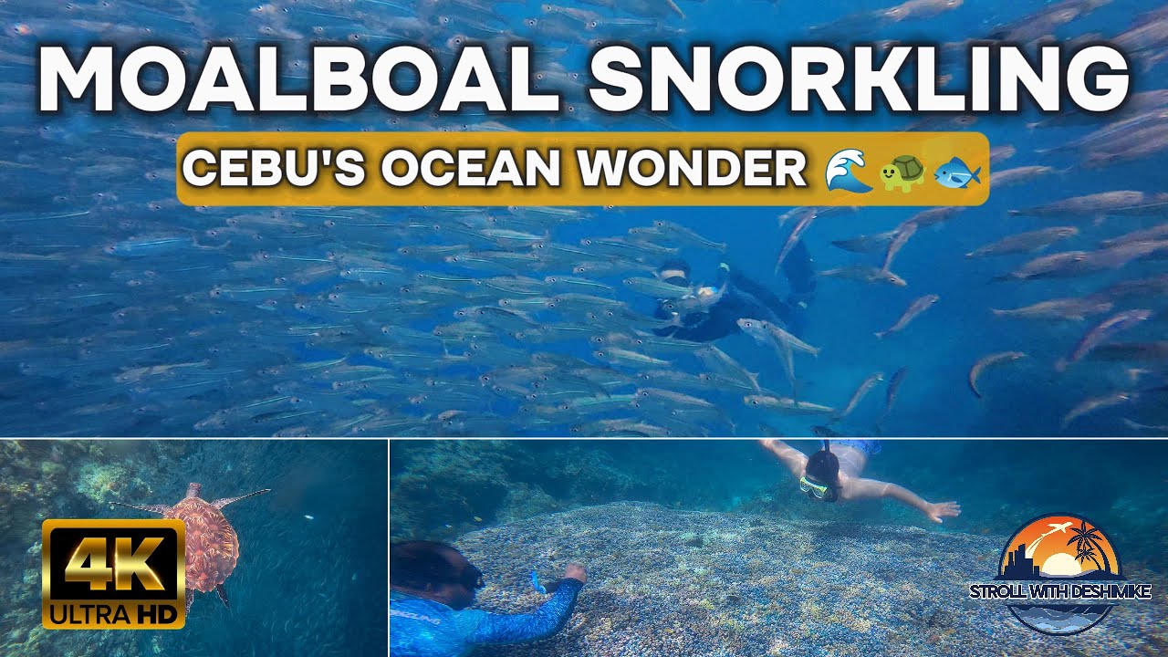 Cebu’s EPIC Sardine Run + Turtle Adventure in Moalboal 🐟🐢✨