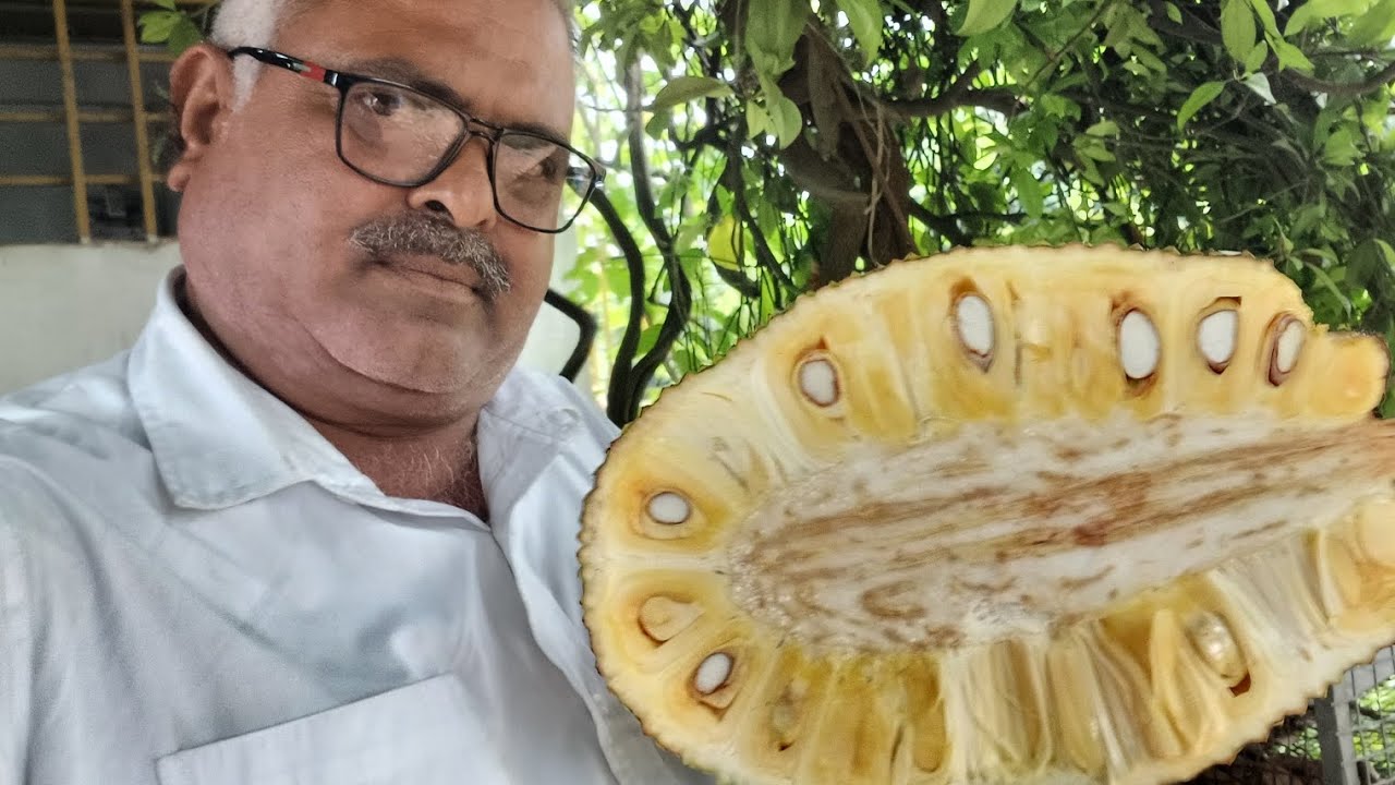Vietnam super Early jackfruit 709-7075858499call me plant's 