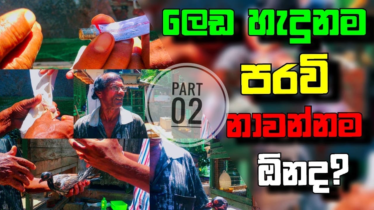 (ජූඩ් මාමා Part 2) ලෙඩ  හැදුනාම පරවි නාවන්නම ඕනෙද?