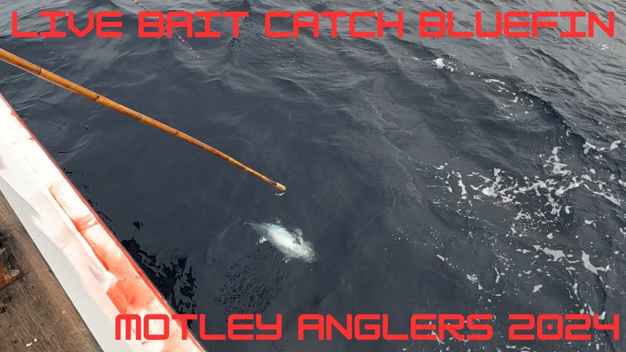 San Diego Bluefin Tuna Fishing - Motley Anglers 2024 - Islander Sportfishing - 3.5 Day
