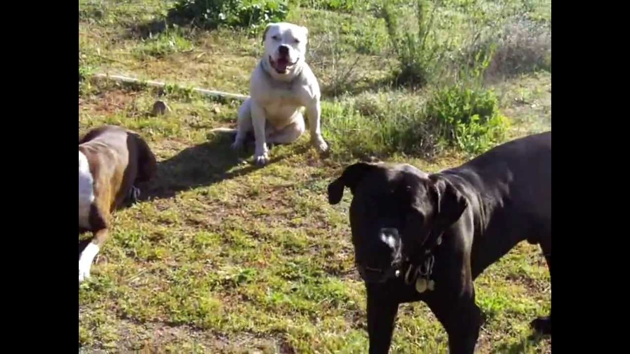 David Utter Dog Master Trainer Behavior Irvine CA