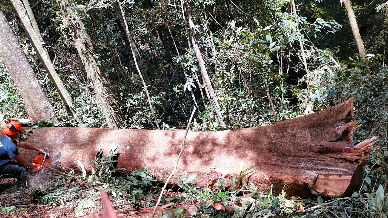 husqvarna 372xp potong pokok besar