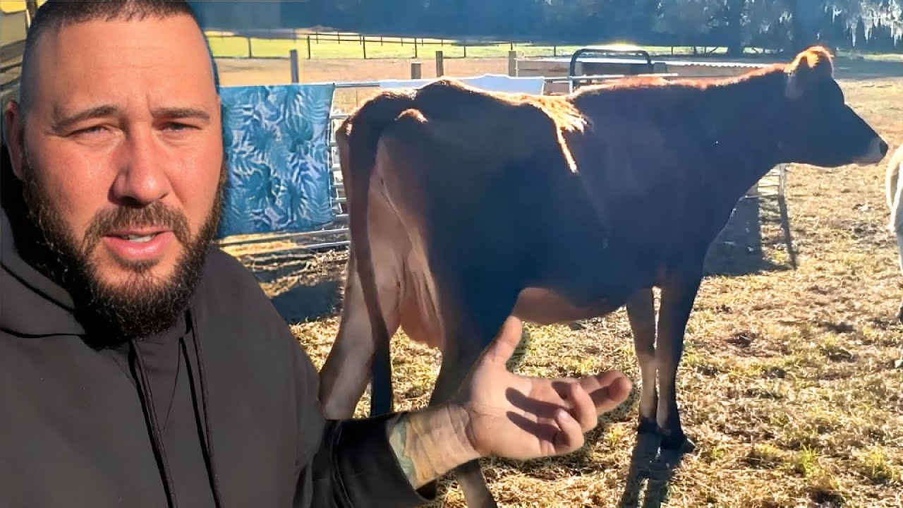 Why My Cow Is So 