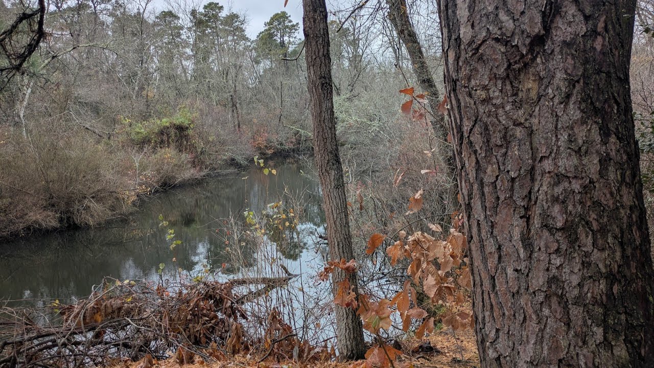Ep 5: Edge of the Pinelands at Parvin State Park NJ