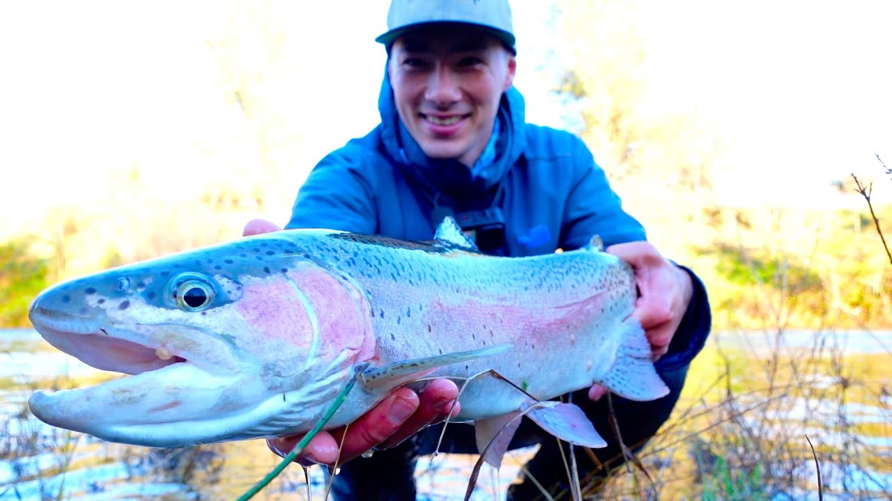 Check Out this Fish! Is it a Wild or Hatchery Fish?