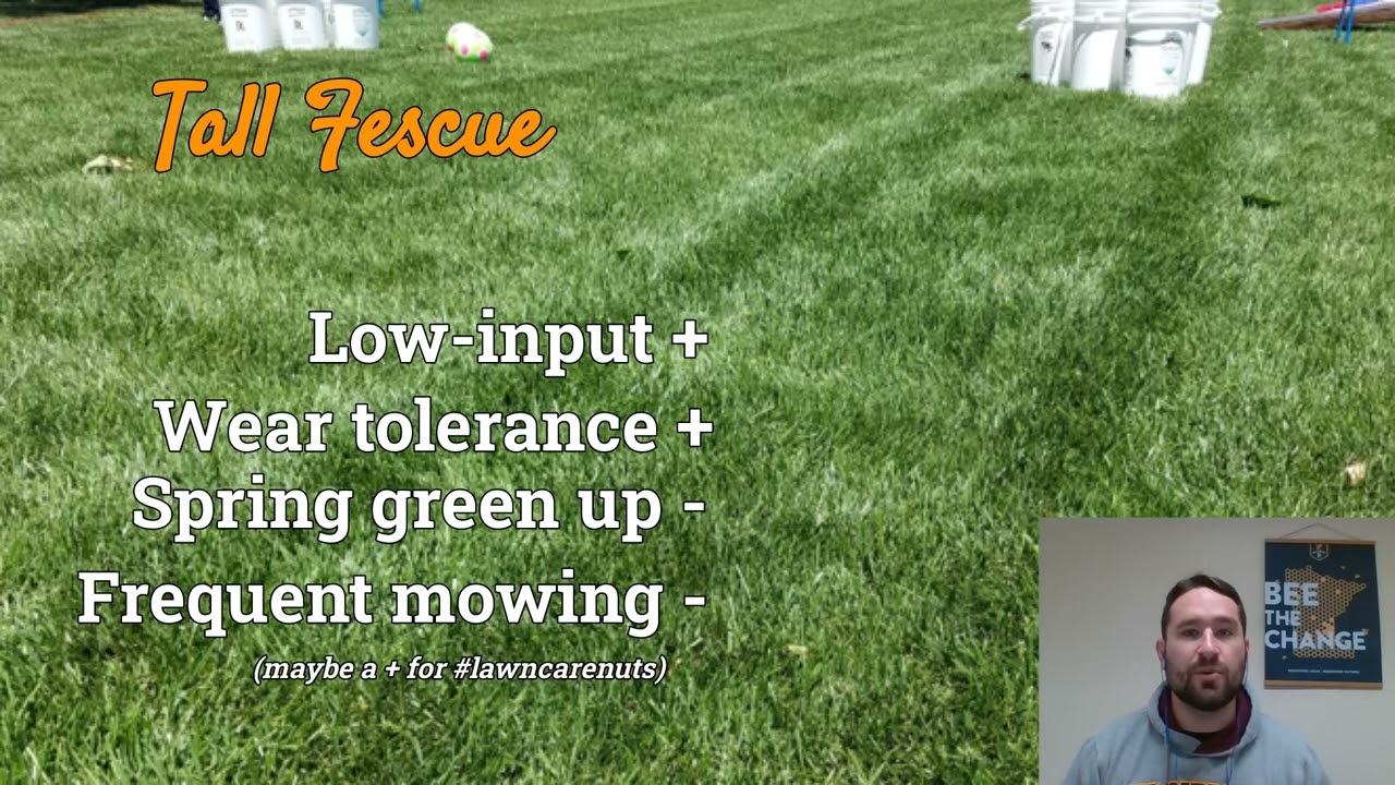 Best turfgrasses for cool-season lawns