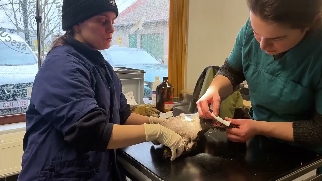 Redding van buizerd die vastzat in prikkeldraad