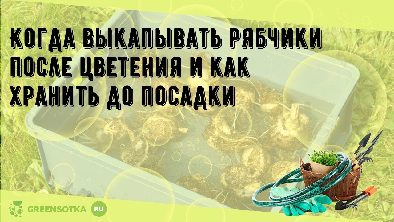 Когда выкапывать рябчики после цветения и как хранить до посадки