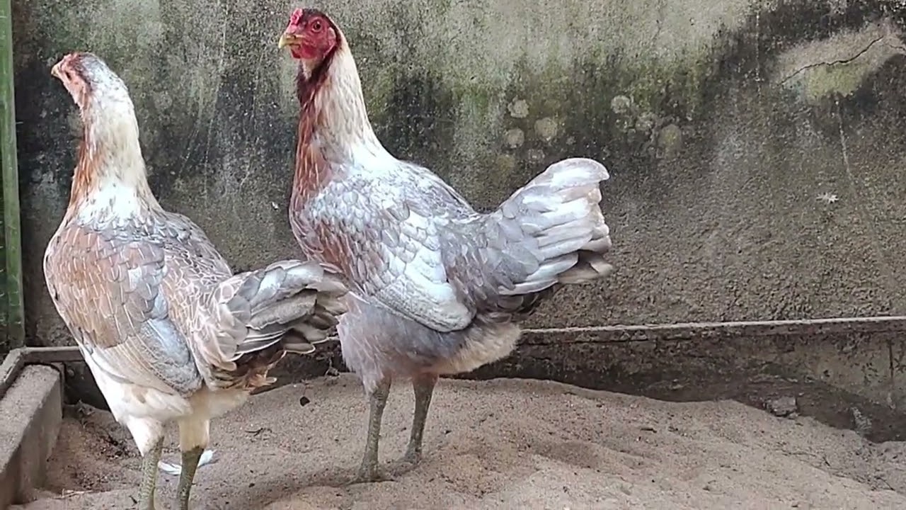 Giao lưu cặp mái màu lạ 0906445395 | chuồng gà nhỏ 