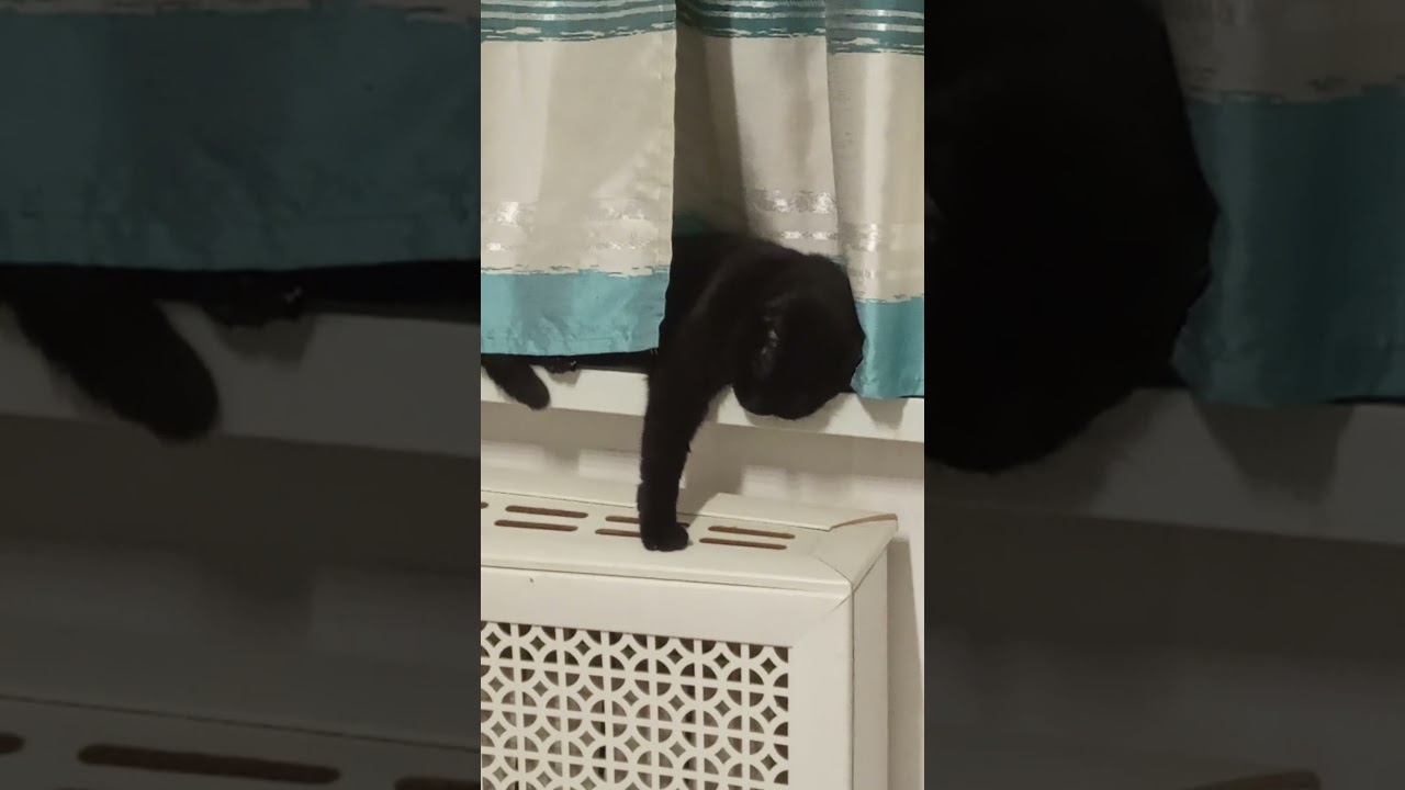 Нет реакции #котвдомехозяин #котикиспасутмир