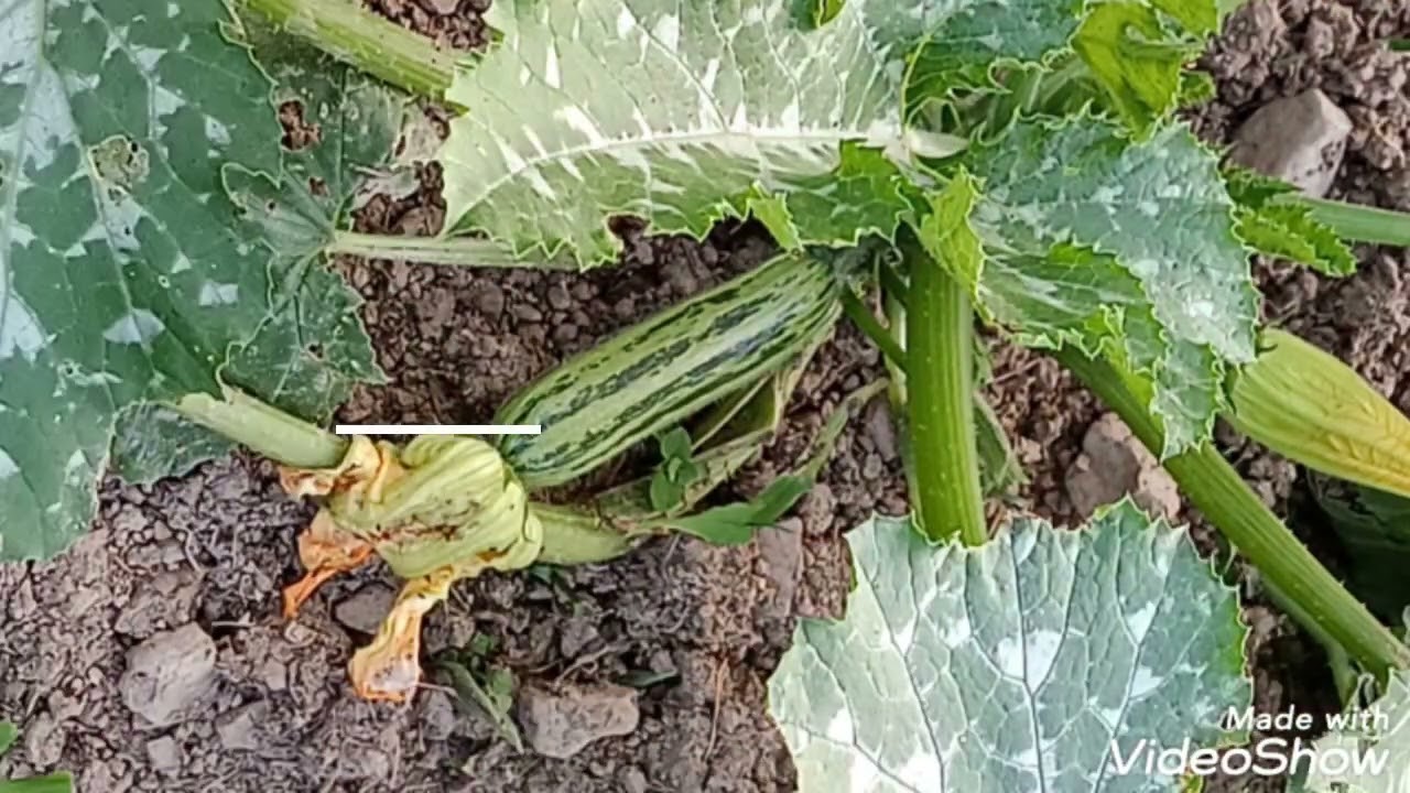 Producci&oacute;n de CAROTE