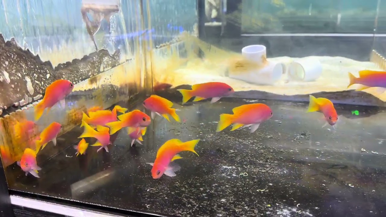 Bimaculatus Anthias, Pink Streak Wrasse & Pyramid Butterflyfish – New Saltwater Fish Shipment
