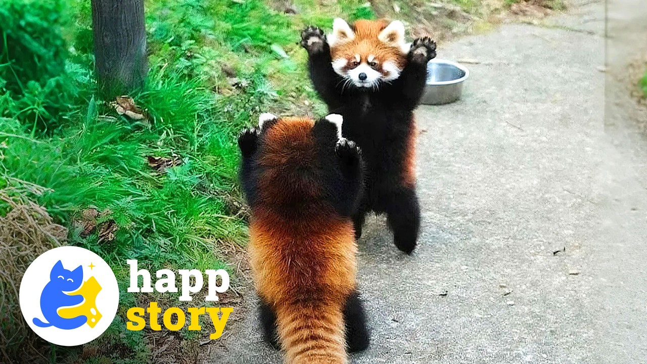Красные панды считают себя ужасающими, и это невероятно мило | HAPP