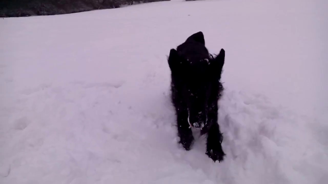 The Dog and snow 2