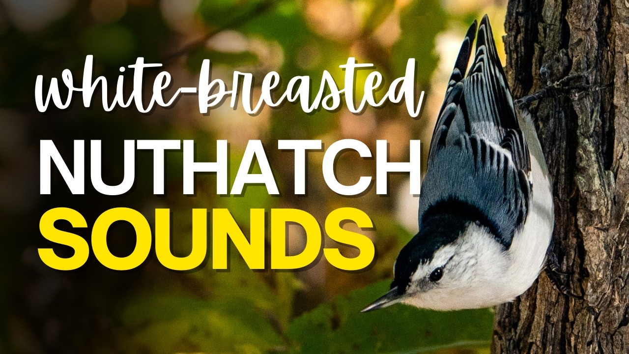 3 white-breasted nuthatch sounds & calls