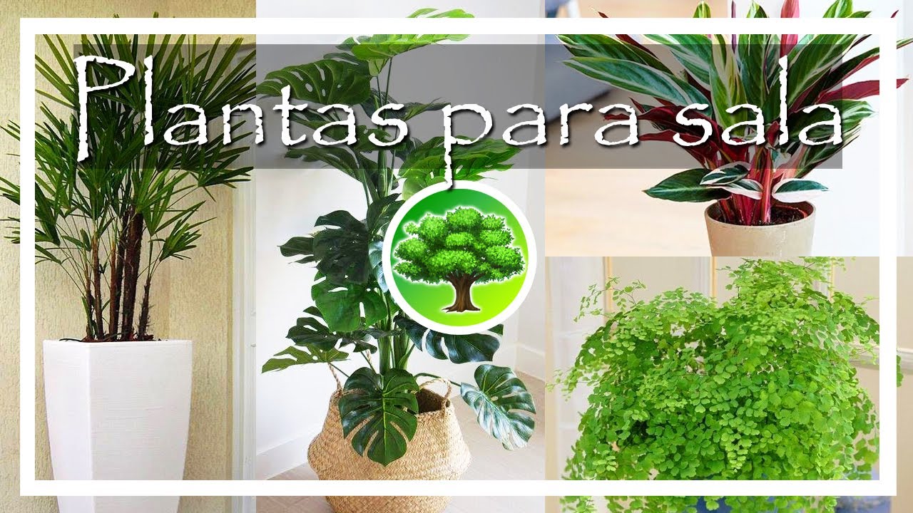 💚 As melhores plantas para sala de estar