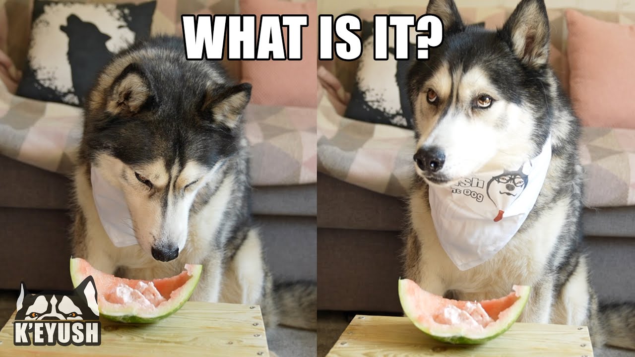 Hot Grumpy Husky Reviews Watermelon Ice Cream In Heatwave!